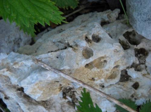 Fossili Campo dei Fiori